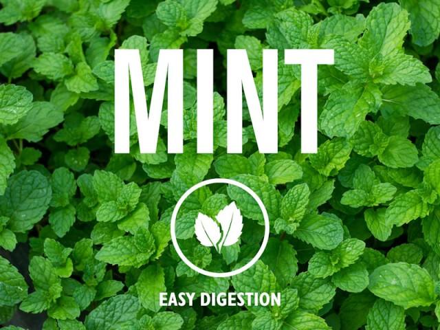 IT'S MINT! The Benefits of Mint in Sport. - Kendal Mint Co®